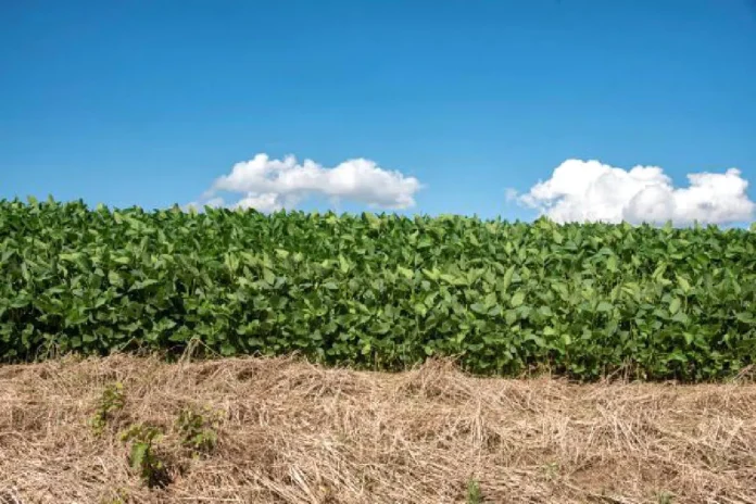 Rio Grande do Sul contabiliza mais de 20 mil hectares de plantio antecipado da soja